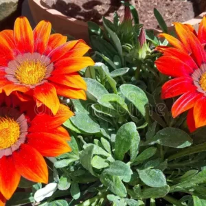 Gazania-hybrid 'Mini Star Tangerine'