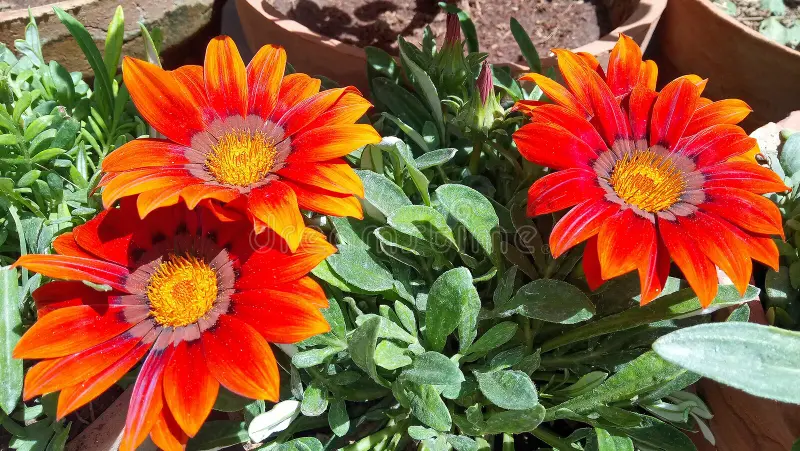 Gazania-hybrid 'Mini Star Tangerine'