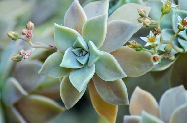 Graptopetalum mit Rosetten aus fleischigen Blättern