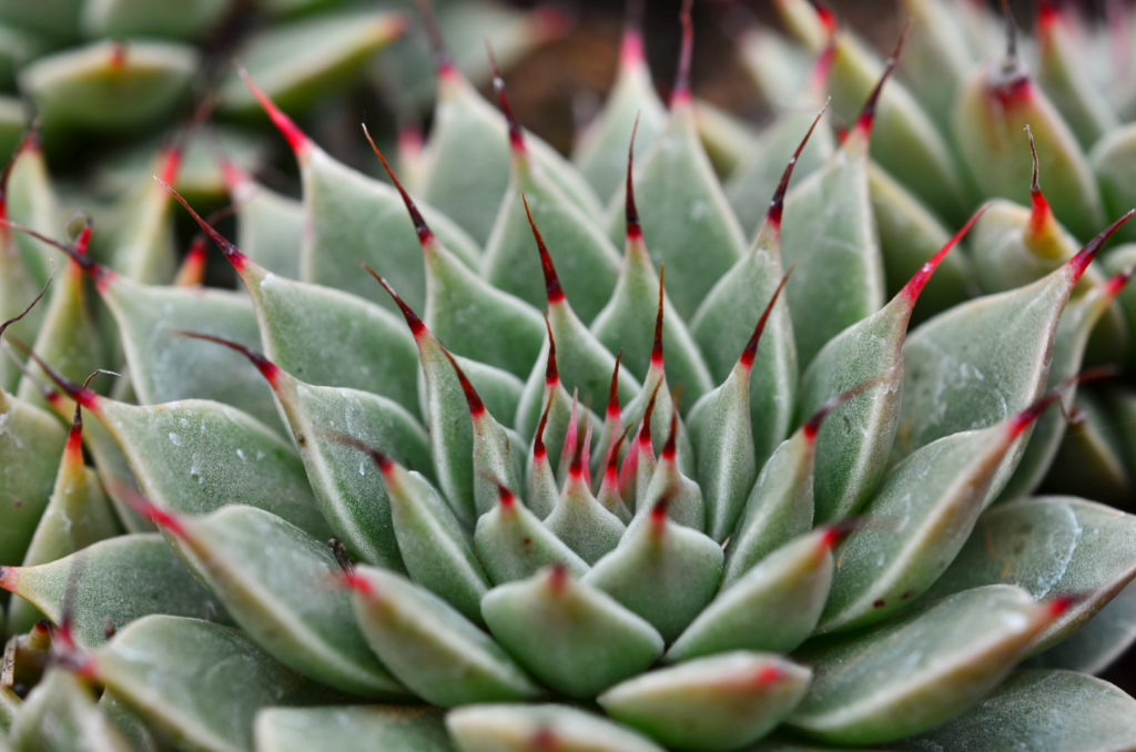 Graptopetalum filiferum