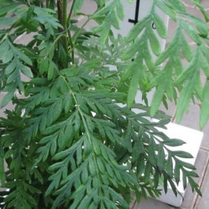 Grevillea (Grevillea robusta)