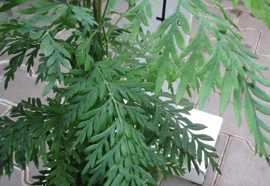 Grevillea (Grevillea robusta)