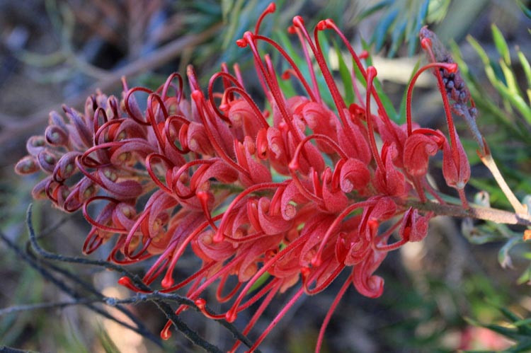 Grevillea 'Robin Gordon'