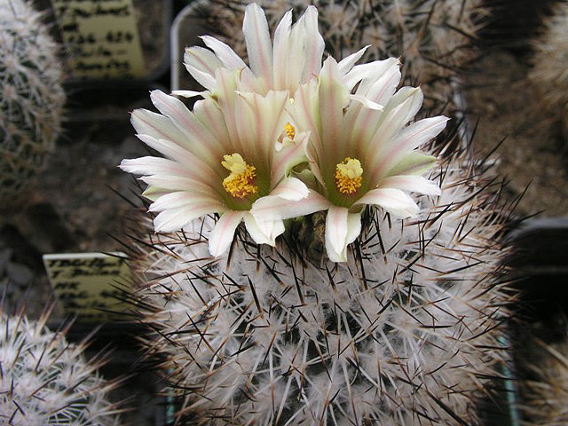Gymnocactus Beguins (Gymnocactus beguinii)