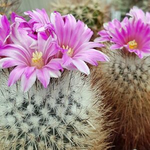 Gymnocactus beguinii (Gymnocactus beguinii)