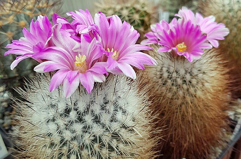 Gymnocactus beguinii (Gymnocactus beguinii)