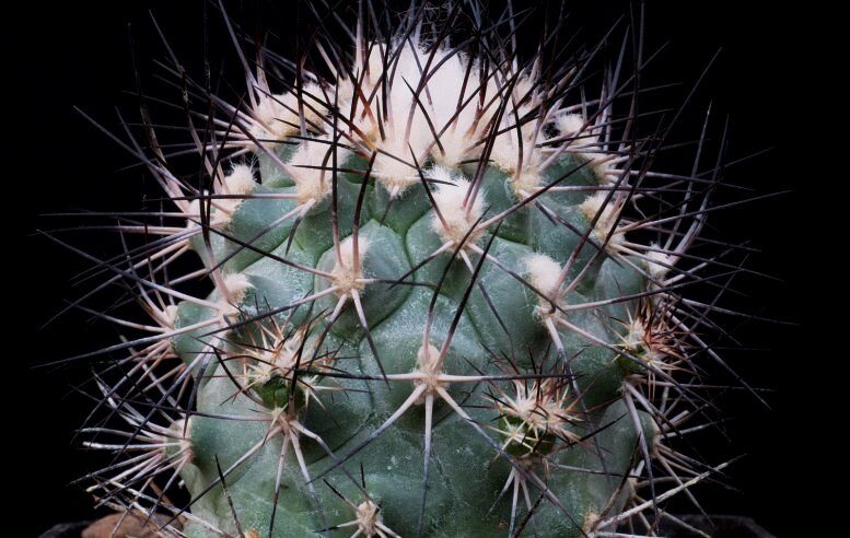 Gymnokaktus Gielsdorfianus (Gymnocactus gielsdorfianus)