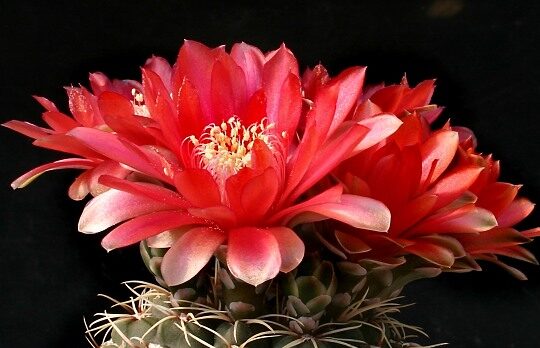 Gymnokalycium Baldwins (Gymnocalycium baldianum)