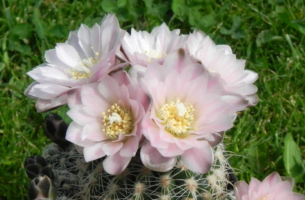 Gymnocalycium bruchii (Gymnocalycium bruchii)