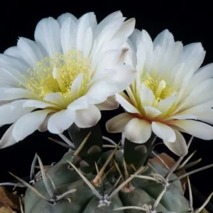 Gymnokalycium Gibbosum (G. gibbosum)