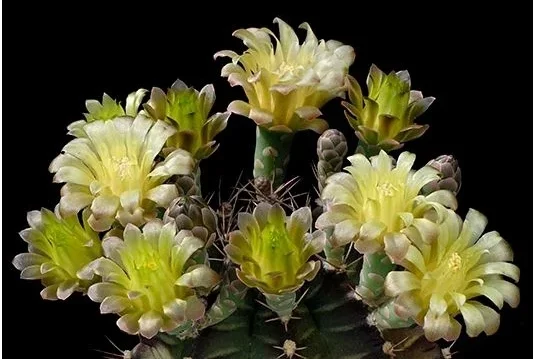 Gymnokalycium Mihanovichii (G. mihanovichii)