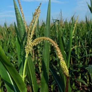 Mais (Zea mays)