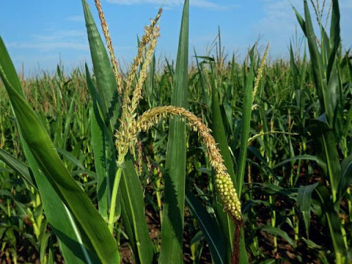 Mais (Zea mays)