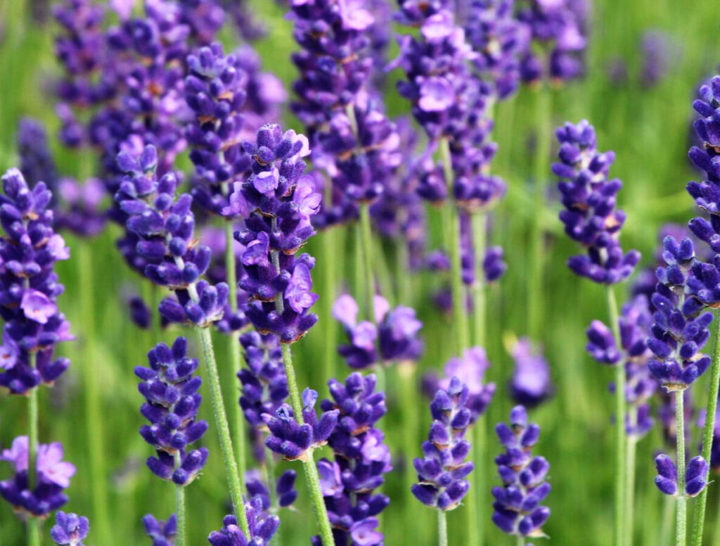 Lavendel (Lavandula)