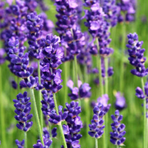 Lavendel (Lavandula)