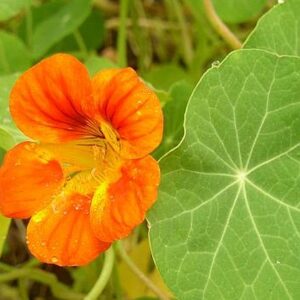 Kapuzinerkresse (Tropaeolum)