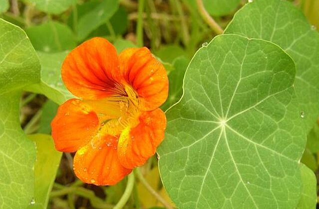 Kapuzinerkresse (Tropaeolum)