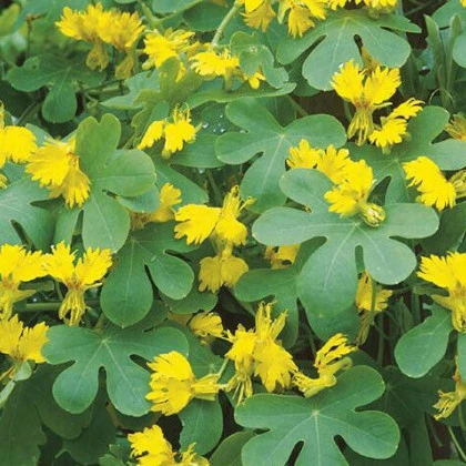 Kanarische Kapuzinerkresse (Tropaeolum peregrinum)