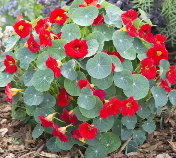 Kleine Kapuzinerkresse (Tropaeolum minus) – kompakte niedrige Form mit gelben und orangefarbenen Blüten