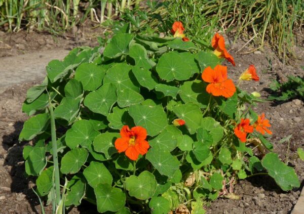 Große Kapuzinerkresse (Tropaeolum majus) mit orangefarbenen Blüten und runden, schildförmigen Blättern