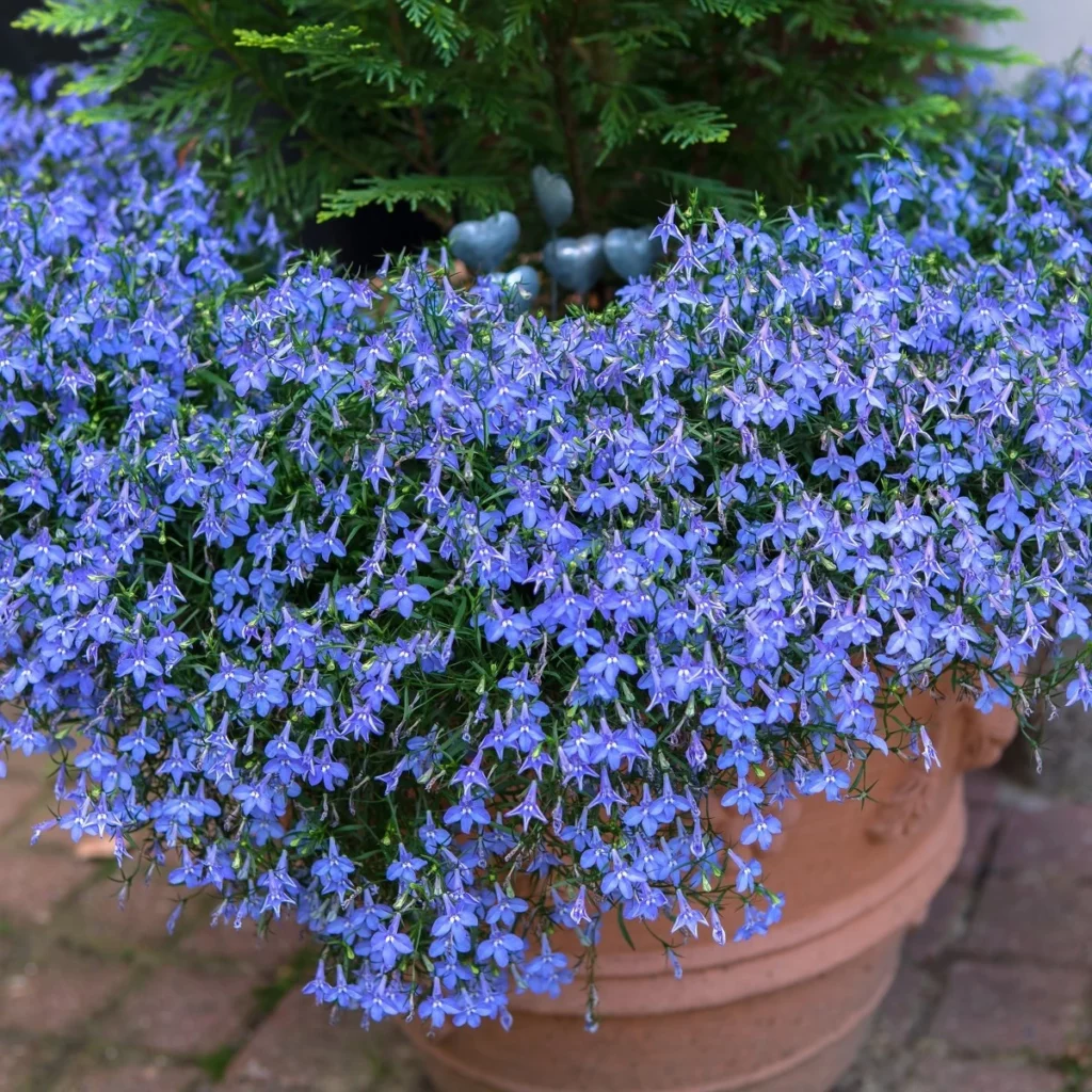 Lobelie (Lobelia)