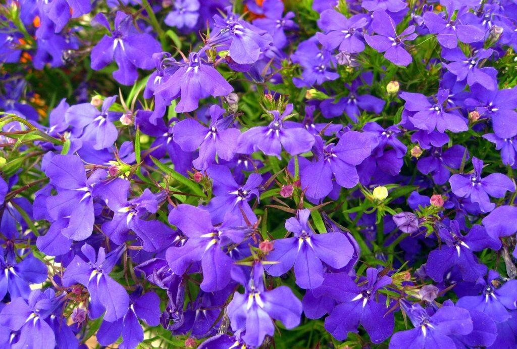 Lobelie (Lobelia)