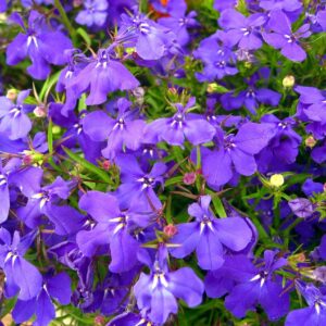 Dichter Blütenteppich aus violettblauem Männertreu (Lobelia erinus) mit weißem Schlund