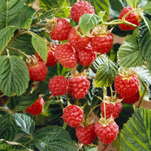 Himbeere (Rubus idaeus)