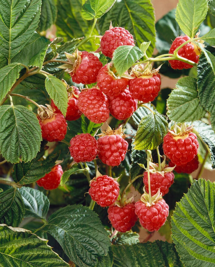 Himbeere (Rubus idaeus)