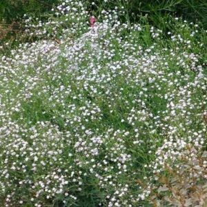 Dichtes Polster aus Schleierkraut (Gypsophila) mit unzähligen winzigen weißen Blüten in einem Beet