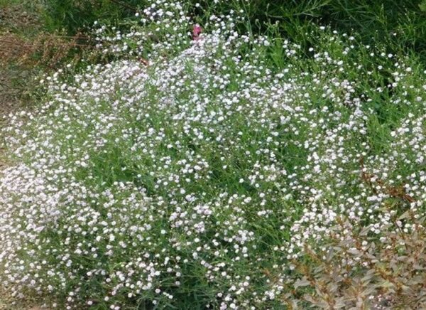 Schleierkraut (Gypsophila) - ein dichtes Polster aus unzähligen winzigen weißen Blüten im Beet