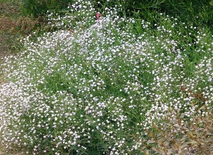 Schleierkraut (Gypsophila)