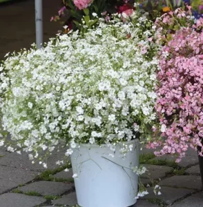 Nahaufnahme der winzigen Schleierkraut-Blüten an dünnen, verzweigten Stängeln
