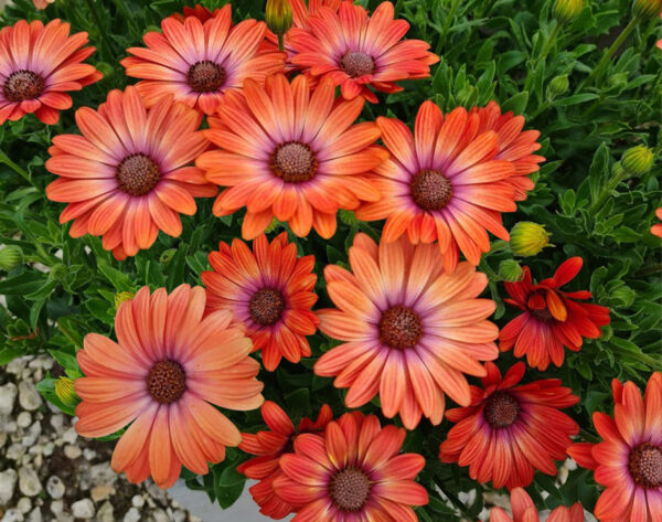 Kapkörbchen 'Serenity' – violett blühendes Osteospermum in voller Blüte