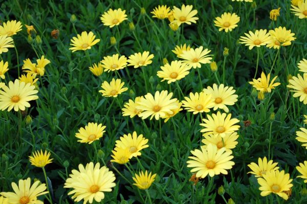 Kapkörbchen 'Voltage Yellow' – gelb blühendes Osteospermum mit dunkler Mitte