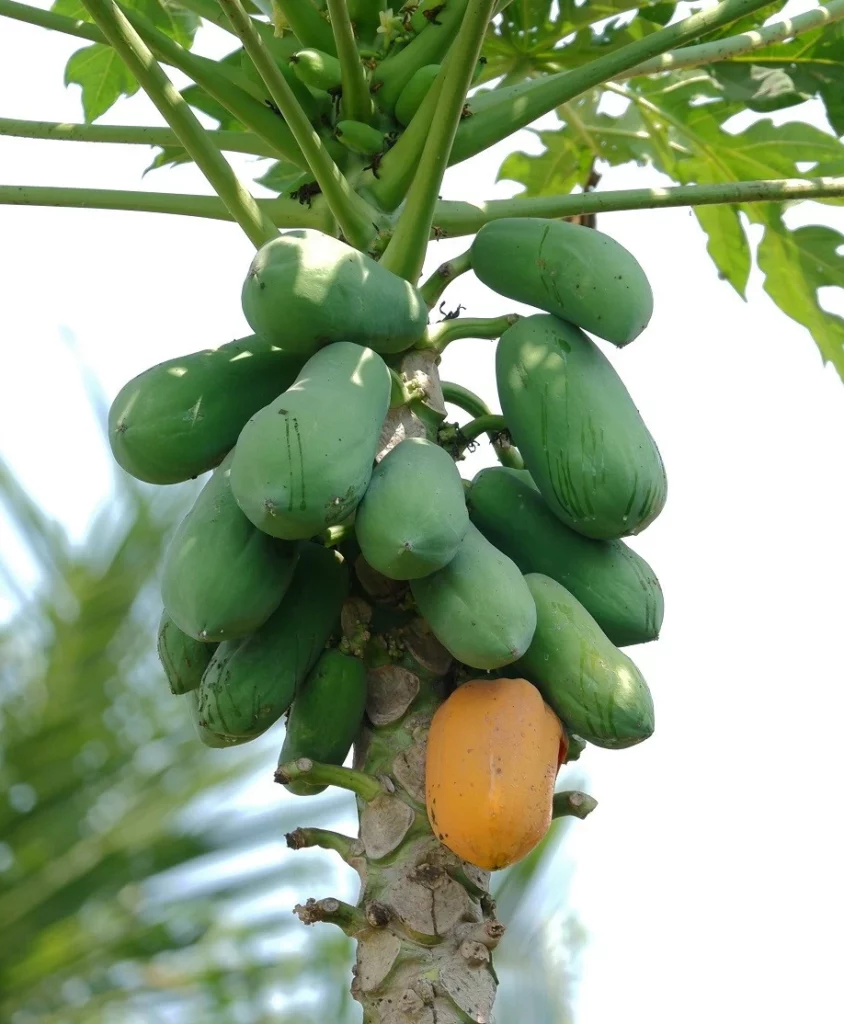 Papaya (Carica papaya)