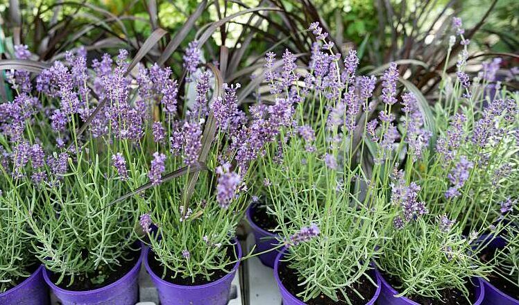 Lavendel im Topf und in der Wohnung anbauen