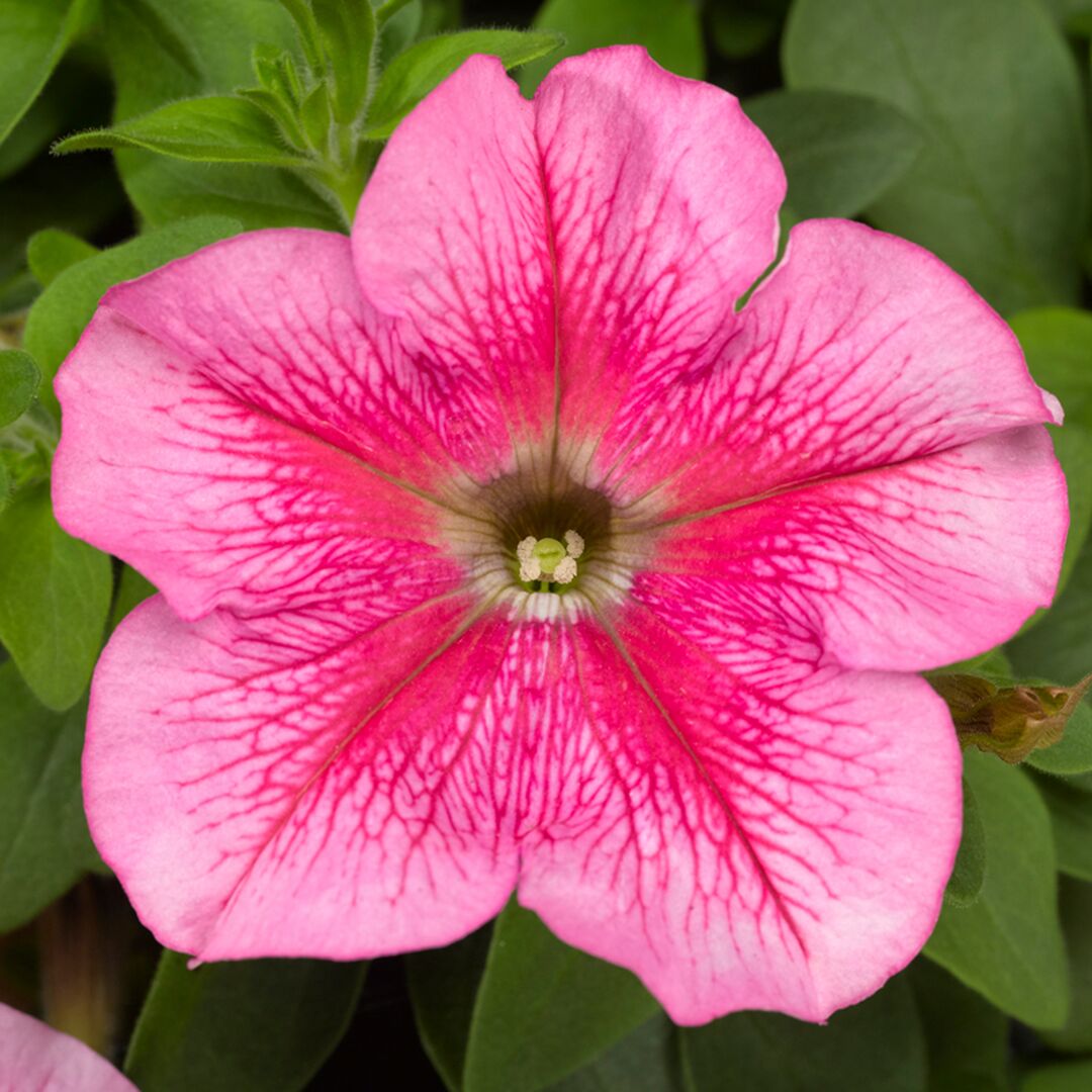 Großblütige Petunie (Petunia grandiflora) mit rosa Blüte von über zehn Zentimetern und dunkler Aderung.