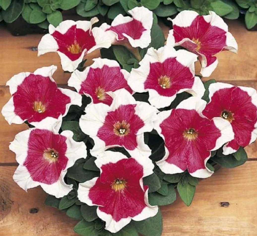 Vielblütige Petunie (Petunia multiflora) mit zahlreichen kleineren, rot-weiß gerandeten Blüten.