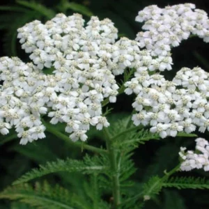 Gewöhnliche Schafgarbe (Achillea millefolium)
