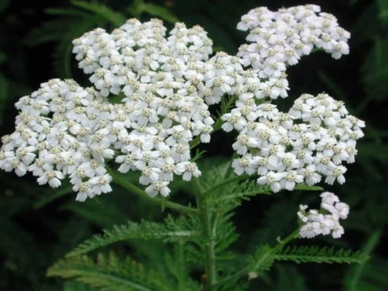 Gewöhnliche Schafgarbe (Achillea millefolium)