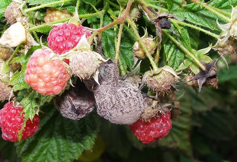 Grauschimmel (Botrytis)
