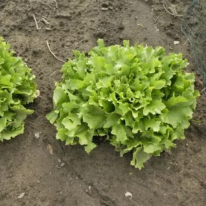 Endivie (Cichorium endivia)
