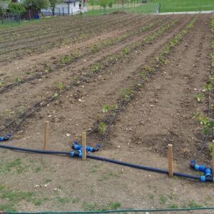 Neu gepflanzte Himbeeren in mehreren Reihen auf dem Feld mit verlegter Tropfbewässerung