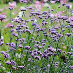 Bestand von Verbena bonariensis mit hellvioletten Blüten in kleinen Dolden auf hohen dünnen Stängeln