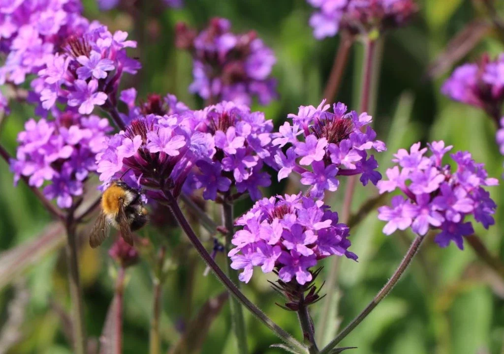 Verbena rigida