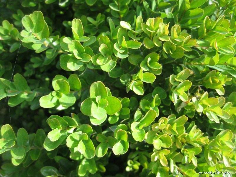 Buchsbaum (Buxus)