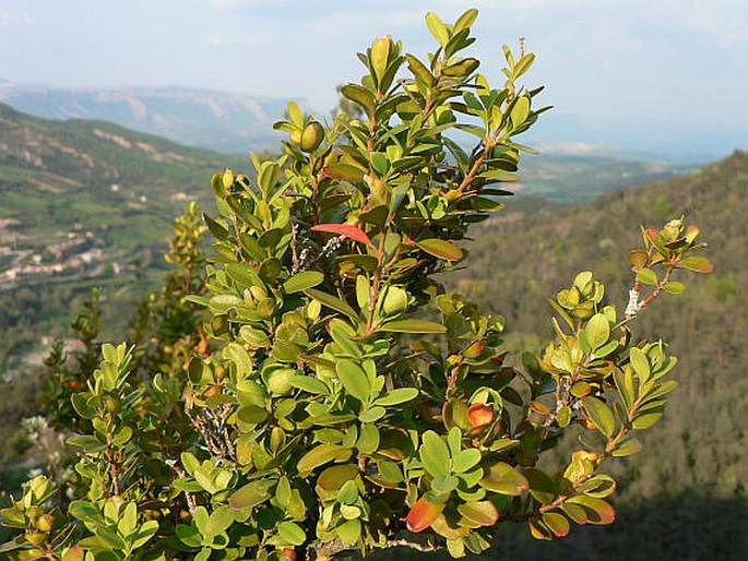 Buchsbaum mit grünen glänzenden Blättern und kompakter Form