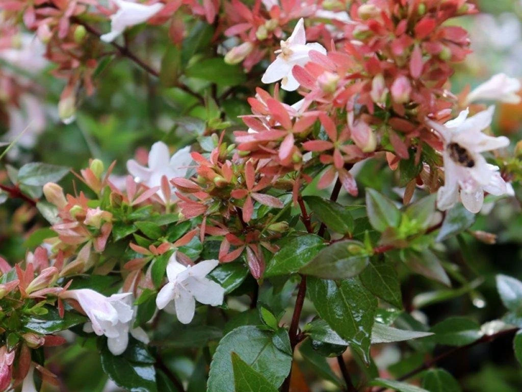 Großblütige Abelie (Abelia × grandiflora)