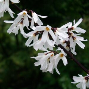 Abeliophyllum (Abeliophyllum distichum)